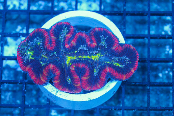 #wholesale_coral# - #saltwater_fish# #saltwater_coral# - #rare corals# - #coralsdepot# - #Corals_Depot# - #live_corals# - #eye-catching-coral# #quality_marine_fish# -#quality-marine# #discoun