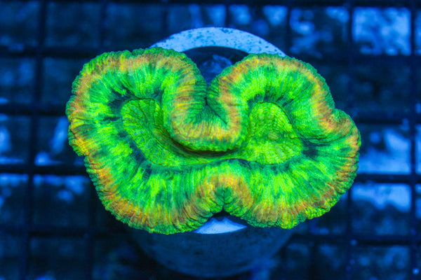 #wholesale_coral# - #saltwater_fish# #saltwater_coral# - #rare corals# - #coralsdepot# - #Corals_Depot# - #live_corals# - #eye-catching-coral# #quality_marine_fish# -#quality-marine# #discoun