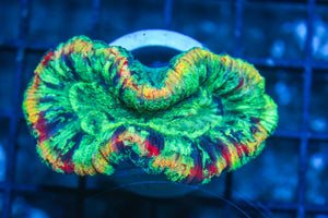 #wholesale_coral# - #saltwater_fish# #saltwater_coral# - #rare corals# - #coralsdepot# - #Corals_Depot# - #live_corals# - #eye-catching-coral# #quality_marine_fish# -#quality-marine# #discoun