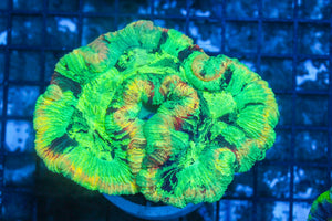 #wholesale_coral# - #saltwater_fish# #saltwater_coral# - #rare corals# - #coralsdepot# - #Corals_Depot# - #live_corals# - #eye-catching-coral# #quality_marine_fish# -#quality-marine# #discoun