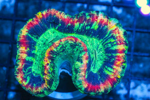 #wholesale_coral# - #saltwater_fish# #saltwater_coral# - #rare corals# - #coralsdepot# - #Corals_Depot# - #live_corals# - #eye-catching-coral# #quality_marine_fish# -#quality-marine# #discoun