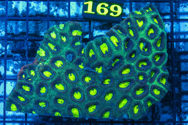 #wholesale_coral# - #saltwater_fish# #saltwater_coral# - #rare corals# - #coralsdepot# - #Corals_Depot# - #live_corals# - #eye-catching-coral# #quality_marine_fish# -#quality-marine# #discoun