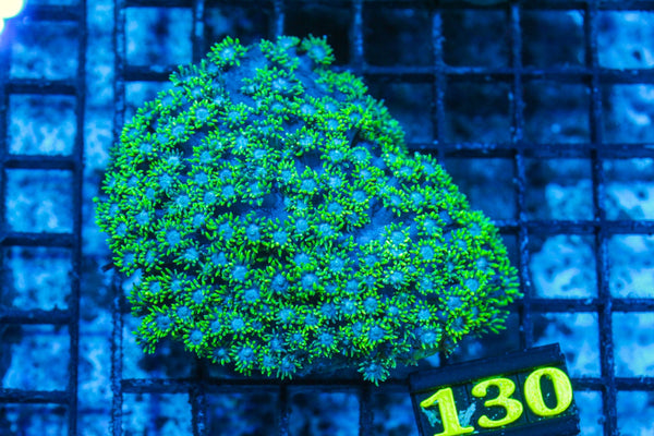 #wholesale_coral# - #saltwater_fish# #saltwater_coral# - #rare corals# - #coralsdepot# - #Corals_Depot# - #live_corals# - #eye-catching-coral# #quality_marine_fish# -#quality-marine# #discoun