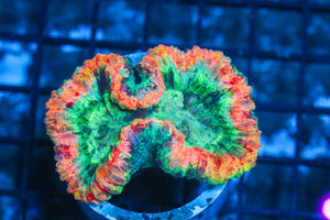 #wholesale_coral# - #saltwater_fish# #saltwater_coral# - #rare corals# - #coralsdepot# - #Corals_Depot# - #live_corals# - #eye-catching-coral# #quality_marine_fish# -#quality-marine# #discoun