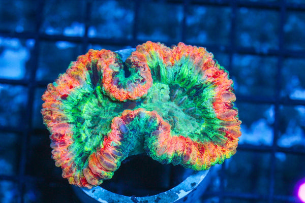 #wholesale_coral# - #saltwater_fish# #saltwater_coral# - #rare corals# - #coralsdepot# - #Corals_Depot# - #live_corals# - #eye-catching-coral# #quality_marine_fish# -#quality-marine# #discoun