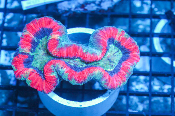 #wholesale_coral# - #saltwater_fish# #saltwater_coral# - #rare corals# - #coralsdepot# - #Corals_Depot# - #live_corals# - #eye-catching-coral# #quality_marine_fish# -#quality-marine# #discoun