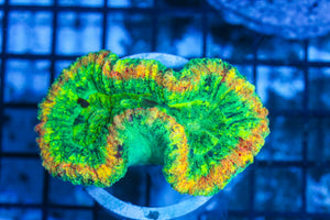 #wholesale_coral# - #saltwater_fish# #saltwater_coral# - #rare corals# - #coralsdepot# - #Corals_Depot# - #live_corals# - #eye-catching-coral# #quality_marine_fish# -#quality-marine# #discoun
