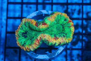 #wholesale_coral# - #saltwater_fish# #saltwater_coral# - #rare corals# - #coralsdepot# - #Corals_Depot# - #live_corals# - #eye-catching-coral# #quality_marine_fish# -#quality-marine# #discoun