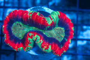 #wholesale_coral# - #saltwater_fish# #saltwater_coral# - #rare corals# - #coralsdepot# - #Corals_Depot# - #live_corals# - #eye-catching-coral# #quality_marine_fish# -#quality-marine# #discoun
