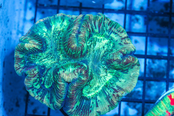#wholesale_coral# - #saltwater_fish# #saltwater_coral# - #rare corals# - #coralsdepot# - #Corals_Depot# - #live_corals# - #eye-catching-coral# #quality_marine_fish# -#quality-marine# #discoun