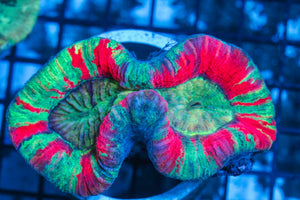 #wholesale_coral# - #saltwater_fish# #saltwater_coral# - #rare corals# - #coralsdepot# - #Corals_Depot# - #live_corals# - #eye-catching-coral# #quality_marine_fish# -#quality-marine# #discoun