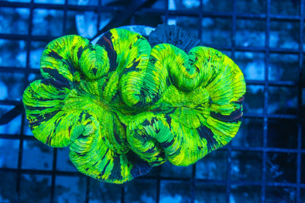 #wholesale_coral# - #saltwater_fish# #saltwater_coral# - #rare corals# - #coralsdepot# - #Corals_Depot# - #live_corals# - #eye-catching-coral# #quality_marine_fish# -#quality-marine# #discoun