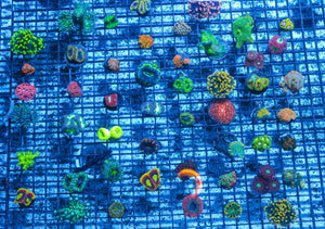 #wholesale_coral# - #saltwater_fish# #saltwater_coral# - #rare corals# - #coralsdepot# - #Corals_Depot# - #live_corals# - #eye-catching-coral# #quality_marine_fish# -#quality-marine# #discoun