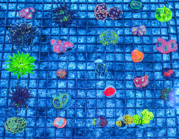 #wholesale_coral# - #saltwater_fish# #saltwater_coral# - #rare corals# - #coralsdepot# - #Corals_Depot# - #live_corals# - #eye-catching-coral# #quality_marine_fish# -#quality-marine# #discoun