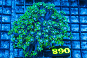 #wholesale_coral# - #saltwater_fish# #saltwater_coral# - #rare corals# - #coralsdepot# - #Corals_Depot# - #live_corals# - #eye-catching-coral# #quality_marine_fish# -#quality-marine# #discoun