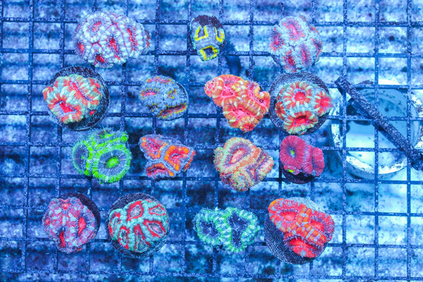 #wholesale_coral# - #saltwater_fish# #saltwater_coral# - #rare corals# - #coralsdepot# - #Corals_Depot# - #live_corals# - #eye-catching-coral# #quality_marine_fish# -#quality-marine# #discoun