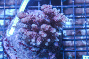 #wholesale_coral# - #saltwater_fish# #saltwater_coral# - #rare corals# - #coralsdepot# - #Corals_Depot# - #live_corals# - #eye-catching-coral# #quality_marine_fish# -#quality-marine# #discoun