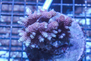 #wholesale_coral# - #saltwater_fish# #saltwater_coral# - #rare corals# - #coralsdepot# - #Corals_Depot# - #live_corals# - #eye-catching-coral# #quality_marine_fish# -#quality-marine# #discoun