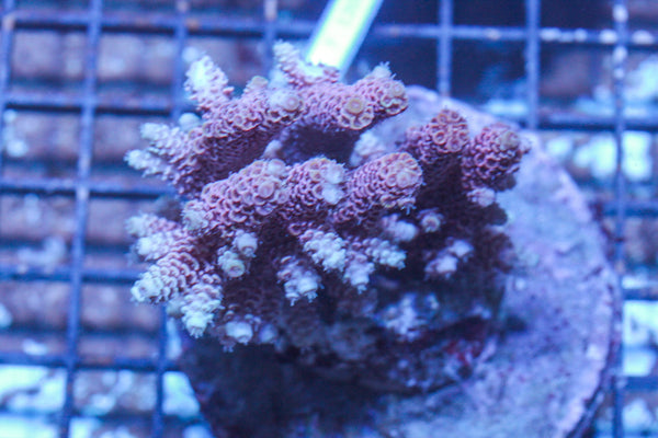 #wholesale_coral# - #saltwater_fish# #saltwater_coral# - #rare corals# - #coralsdepot# - #Corals_Depot# - #live_corals# - #eye-catching-coral# #quality_marine_fish# -#quality-marine# #discoun