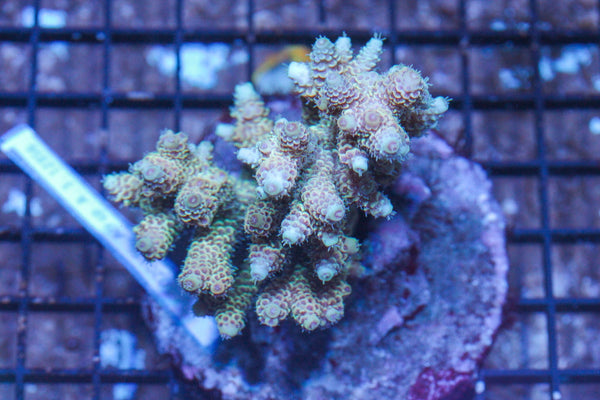#wholesale_coral# - #saltwater_fish# #saltwater_coral# - #rare corals# - #coralsdepot# - #Corals_Depot# - #live_corals# - #eye-catching-coral# #quality_marine_fish# -#quality-marine# #discoun