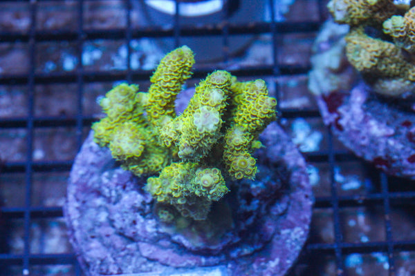 #wholesale_coral# - #saltwater_fish# #saltwater_coral# - #rare corals# - #coralsdepot# - #Corals_Depot# - #live_corals# - #eye-catching-coral# #quality_marine_fish# -#quality-marine# #discoun