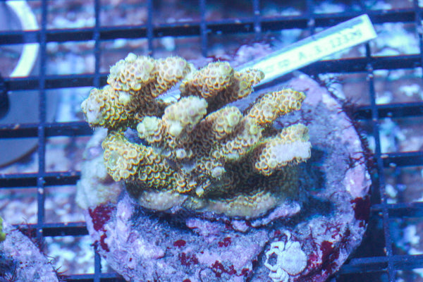 #wholesale_coral# - #saltwater_fish# #saltwater_coral# - #rare corals# - #coralsdepot# - #Corals_Depot# - #live_corals# - #eye-catching-coral# #quality_marine_fish# -#quality-marine# #discoun