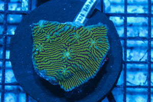 #wholesale_coral# - #saltwater_fish# #saltwater_coral# - #rare corals# - #coralsdepot# - #Corals_Depot# - #live_corals# - #eye-catching-coral# #quality_marine_fish# -#quality-marine# #discoun