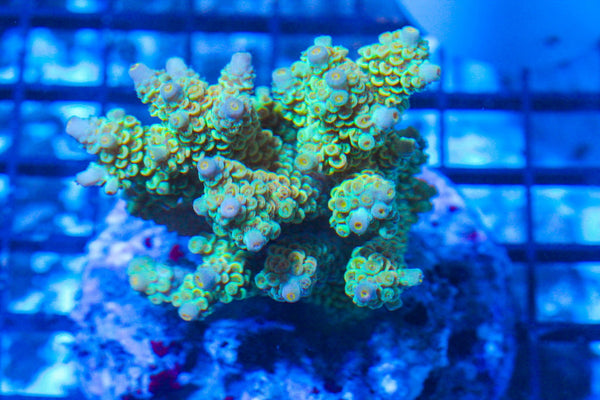 #wholesale_coral# - #saltwater_fish# #saltwater_coral# - #rare corals# - #coralsdepot# - #Corals_Depot# - #live_corals# - #eye-catching-coral# #quality_marine_fish# -#quality-marine# #discoun