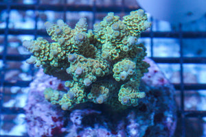 #wholesale_coral# - #saltwater_fish# #saltwater_coral# - #rare corals# - #coralsdepot# - #Corals_Depot# - #live_corals# - #eye-catching-coral# #quality_marine_fish# -#quality-marine# #discoun