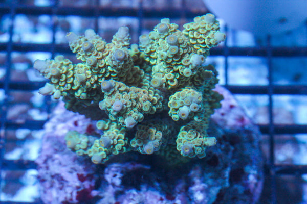 #wholesale_coral# - #saltwater_fish# #saltwater_coral# - #rare corals# - #coralsdepot# - #Corals_Depot# - #live_corals# - #eye-catching-coral# #quality_marine_fish# -#quality-marine# #discoun