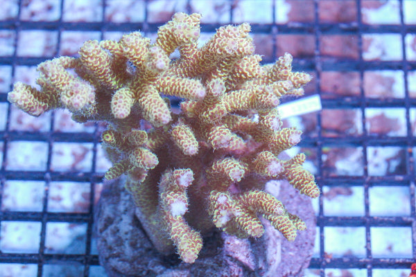 #wholesale_coral# - #saltwater_fish# #saltwater_coral# - #rare corals# - #coralsdepot# - #Corals_Depot# - #live_corals# - #eye-catching-coral# #quality_marine_fish# -#quality-marine# #discoun