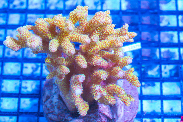 #wholesale_coral# - #saltwater_fish# #saltwater_coral# - #rare corals# - #coralsdepot# - #Corals_Depot# - #live_corals# - #eye-catching-coral# #quality_marine_fish# -#quality-marine# #discoun