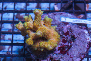 #wholesale_coral# - #saltwater_fish# #saltwater_coral# - #rare corals# - #coralsdepot# - #Corals_Depot# - #live_corals# - #eye-catching-coral# #quality_marine_fish# -#quality-marine# #discoun