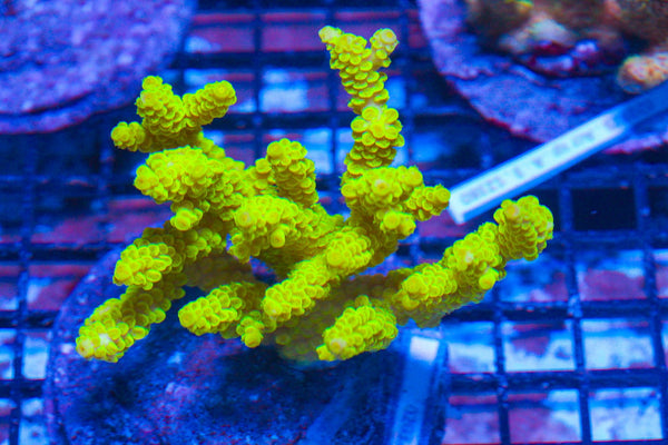 #wholesale_coral# - #saltwater_fish# #saltwater_coral# - #rare corals# - #coralsdepot# - #Corals_Depot# - #live_corals# - #eye-catching-coral# #quality_marine_fish# -#quality-marine# #discoun