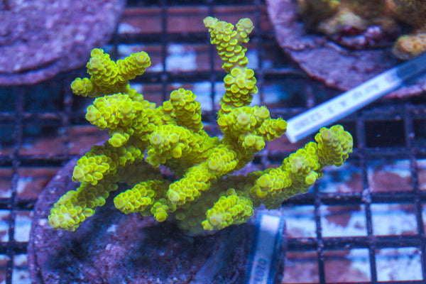 #wholesale_coral# - #saltwater_fish# #saltwater_coral# - #rare corals# - #coralsdepot# - #Corals_Depot# - #live_corals# - #eye-catching-coral# #quality_marine_fish# -#quality-marine# #discoun