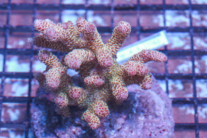 #wholesale_coral# - #saltwater_fish# #saltwater_coral# - #rare corals# - #coralsdepot# - #Corals_Depot# - #live_corals# - #eye-catching-coral# #quality_marine_fish# -#quality-marine# #discoun