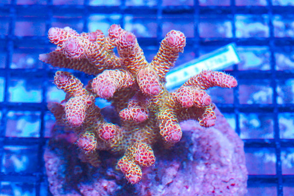 #wholesale_coral# - #saltwater_fish# #saltwater_coral# - #rare corals# - #coralsdepot# - #Corals_Depot# - #live_corals# - #eye-catching-coral# #quality_marine_fish# -#quality-marine# #discoun