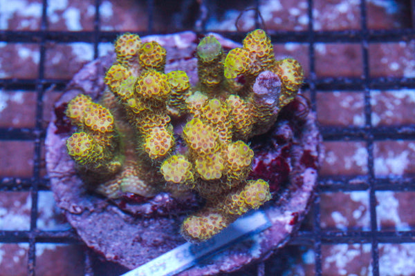 #wholesale_coral# - #saltwater_fish# #saltwater_coral# - #rare corals# - #coralsdepot# - #Corals_Depot# - #live_corals# - #eye-catching-coral# #quality_marine_fish# -#quality-marine# #discoun