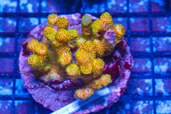 #wholesale_coral# - #saltwater_fish# #saltwater_coral# - #rare corals# - #coralsdepot# - #Corals_Depot# - #live_corals# - #eye-catching-coral# #quality_marine_fish# -#quality-marine# #discoun