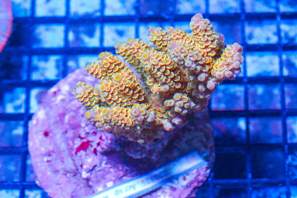 #wholesale_coral# - #saltwater_fish# #saltwater_coral# - #rare corals# - #coralsdepot# - #Corals_Depot# - #live_corals# - #eye-catching-coral# #quality_marine_fish# -#quality-marine# #discoun