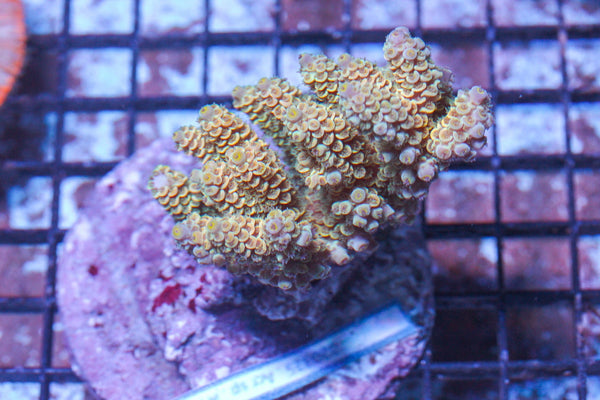 #wholesale_coral# - #saltwater_fish# #saltwater_coral# - #rare corals# - #coralsdepot# - #Corals_Depot# - #live_corals# - #eye-catching-coral# #quality_marine_fish# -#quality-marine# #discoun