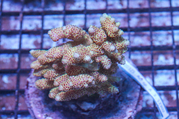 #wholesale_coral# - #saltwater_fish# #saltwater_coral# - #rare corals# - #coralsdepot# - #Corals_Depot# - #live_corals# - #eye-catching-coral# #quality_marine_fish# -#quality-marine# #discoun