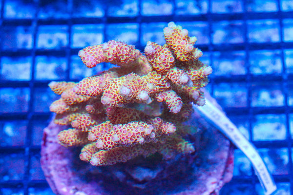 #wholesale_coral# - #saltwater_fish# #saltwater_coral# - #rare corals# - #coralsdepot# - #Corals_Depot# - #live_corals# - #eye-catching-coral# #quality_marine_fish# -#quality-marine# #discoun