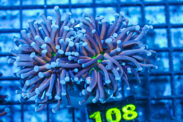#wholesale_coral# - #saltwater_fish# #saltwater_coral# - #rare corals# - #coralsdepot# - #Corals_Depot# - #live_corals# - #eye-catching-coral# #quality_marine_fish# -#quality-marine# #discoun