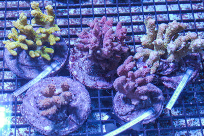 #wholesale_coral# - #saltwater_fish# #saltwater_coral# - #rare corals# - #coralsdepot# - #Corals_Depot# - #live_corals# - #eye-catching-coral# #quality_marine_fish# -#quality-marine# #discoun