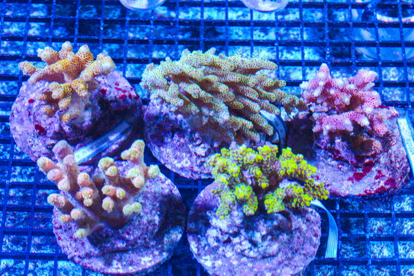 #wholesale_coral# - #saltwater_fish# #saltwater_coral# - #rare corals# - #coralsdepot# - #Corals_Depot# - #live_corals# - #eye-catching-coral# #quality_marine_fish# -#quality-marine# #discoun