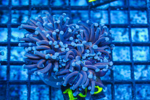 #wholesale_coral# - #saltwater_fish# #saltwater_coral# - #rare corals# - #coralsdepot# - #Corals_Depot# - #live_corals# - #eye-catching-coral# #quality_marine_fish# -#quality-marine# #discoun
