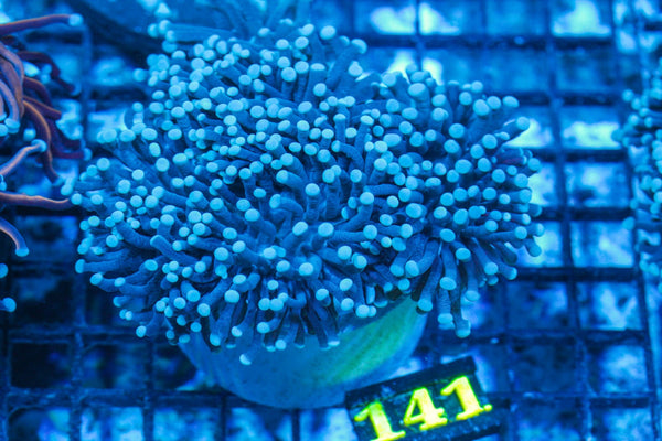 #wholesale_coral# - #saltwater_fish# #saltwater_coral# - #rare corals# - #coralsdepot# - #Corals_Depot# - #live_corals# - #eye-catching-coral# #quality_marine_fish# -#quality-marine# #discoun