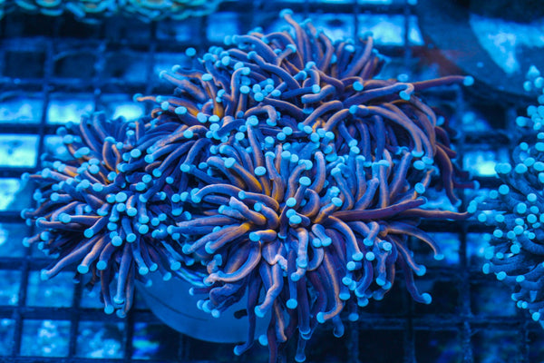 #wholesale_coral# - #saltwater_fish# #saltwater_coral# - #rare corals# - #coralsdepot# - #Corals_Depot# - #live_corals# - #eye-catching-coral# #quality_marine_fish# -#quality-marine# #discoun
