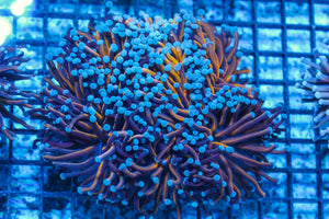 #wholesale_coral# - #saltwater_fish# #saltwater_coral# - #rare corals# - #coralsdepot# - #Corals_Depot# - #live_corals# - #eye-catching-coral# #quality_marine_fish# -#quality-marine# #discoun